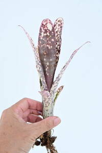 Billbergia 'Casa Blanca' @bikamori.com ビルベルギア カサブランカ