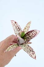 Billbergia 'Casa Blanca' @bikamori.com ビルベルギア カサブランカ_画像4