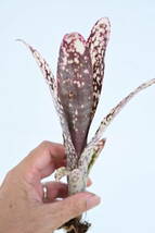 Billbergia 'Casa Blanca' @bikamori.com ビルベルギア カサブランカ_画像5