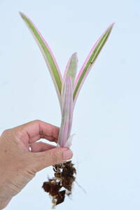 Billbergia 'Louise'②　 @bikamori.com ビルベルギア ルイーズ