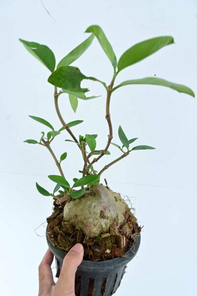 Hydnophytum formicarum Jack②　 @bikamori.com フィドノフィツム