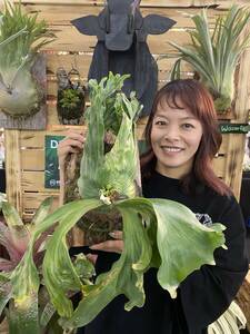 P.wandae dwarf TC③ @bikamori.com one da Ed wa-f staghorn fern 