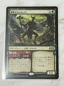 MTG【探索するドルイド/Questing Druid　ショーケース】日本語版