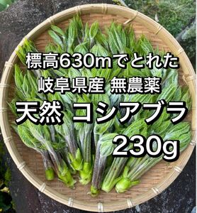 標高630mでとれた 岐阜県産 天然コシアブラ 230g 無農薬