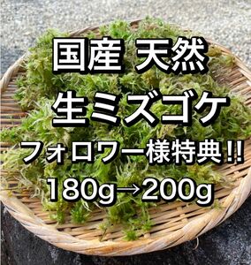 国産 天然 ミズゴケ 生水苔 180g フォロワー様特典付き