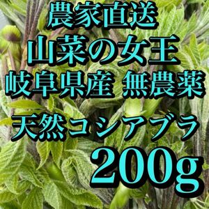 農家直送　自然豊かな標高630mとれた 岐阜県産 天然コシアブラ 200g＋α 無農薬