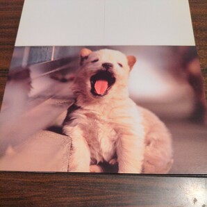 ポストカードブック dogs の画像7