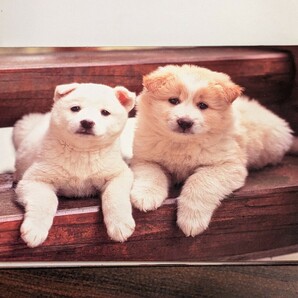 ポストカードブック dogs の画像3