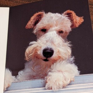 ポストカードブック dogs の画像4