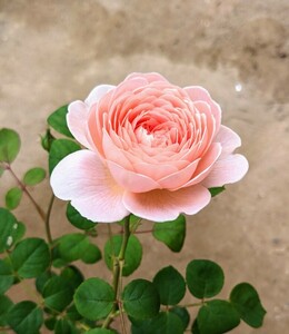 Aピンクバラ　２種苗セット　薔薇苗　小苗