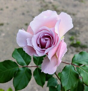 １　バラ　２種苗セット　薔薇苗　小苗