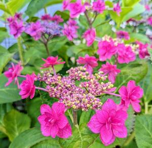 紫陽花花苗　小苗　来期用アジサイ花色不明