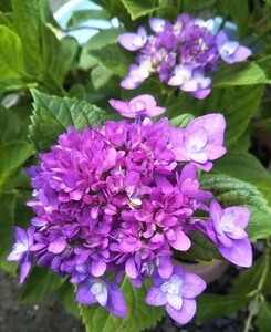 ２種苗セットa　紫陽花　小苗　来期用アジサイ花色不明