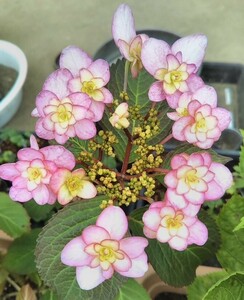 b　２種苗セット紫陽花　小苗　来期用アジサイ花色不明