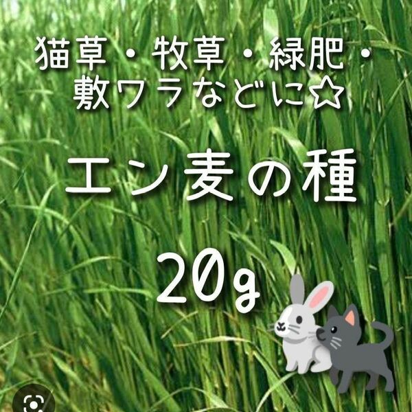 【エン麦のタネ】20g 種子 種 生牧草 猫草 ネコ草 オーツヘイ オーツ麦 チモシーえん麦 エンバク