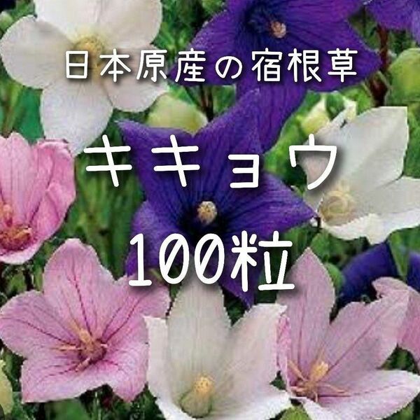 【キキョウのタネ】100粒 種子 種 ききょう 桔梗 切り花にも 花