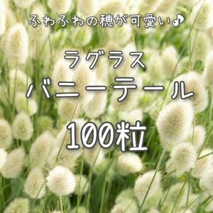 【バニーテールのタネ】100粒 種子 種 ラグラス 花 ドライフラワーにも