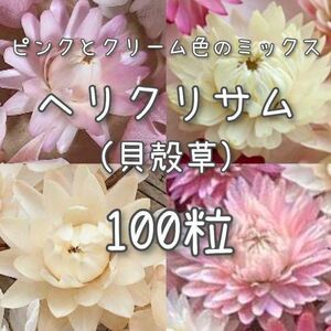 【ヘリクリサムのタネ】ピンク&クリーム100粒 種子 種 貝殻草 切り花にも 花