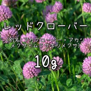 モロQ様専用【レッドクローバーの種】10g 種子 赤クローバー アカクローバー 花 緑肥