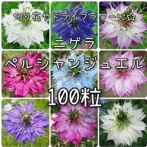 【ニゲラのタネ】100粒 種子 種 ペルシャンジュエル 切り花 ドライフラワーにも