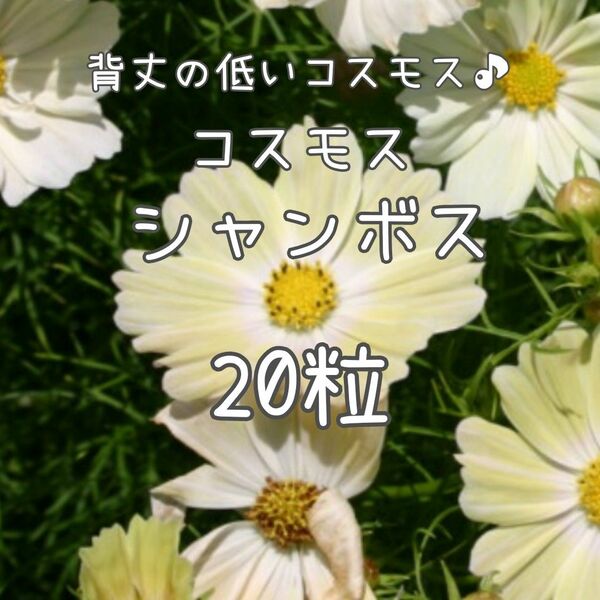 【シャンボスのタネ】20粒 種子 種 コスモス 矮性 秋桜 切り花にも 花