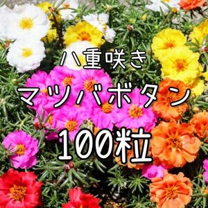 【松葉牡丹のタネ】100粒 種子 種 マツバボタン 花 花壇