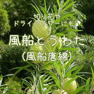 【風船とうわたのタネ】10粒 種子 種 フウセントウワタ 風船唐綿 切り花にも