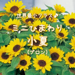 【ミニひまわり小夏のタネ】20粒 種子 種 ヒマワリ ひまわり 向日葵 夏 園芸