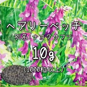 【ヘアリーベッチのタネ】10g 種子 種 ナヨクサフジ 花 緑肥