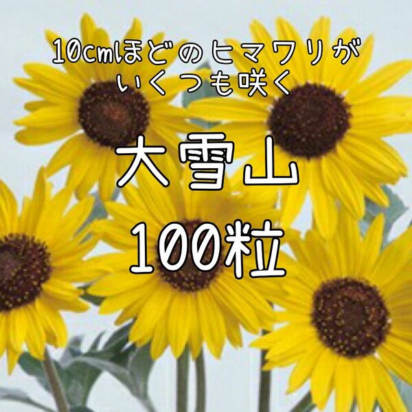 【大雪山のタネ】100粒 ヒマワリ ひまわり 向日葵 切り花にも 夏 花