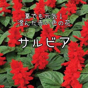 【サルビアのタネ】30粒 種子 種 花壇 夏