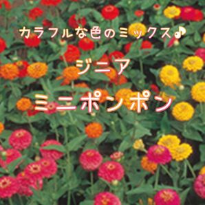 【ジニア(ミニポンポン)のタネ】100粒 種子 種 百日草 切り花にも 花