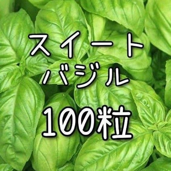 【スイートバジルのタネ】100粒 種子 種 ハーブ 家庭菜園