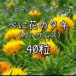 【べにばなのタネ】40粒 種子 種 ベニバナ 花 紅花 カルサムス 切り花にも