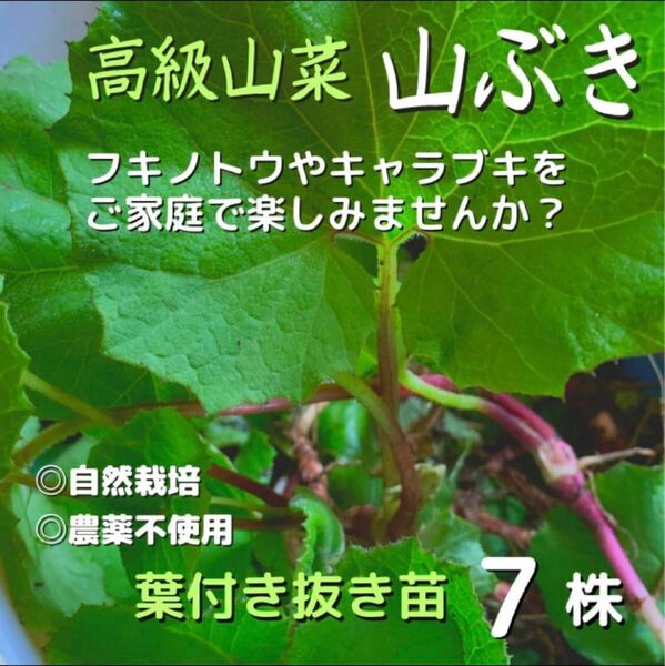 ふきのとう苗　10本入り　植えっぱなし　簡単