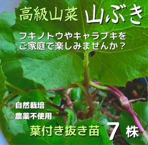 ふきのとう苗　10本入り　植えっぱなし　簡単