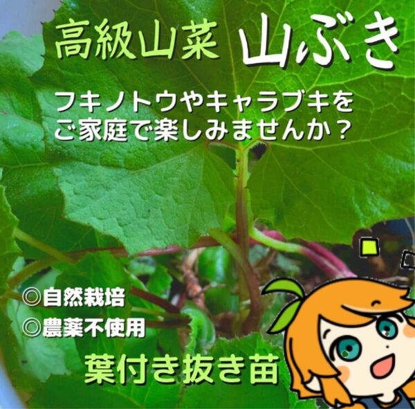 ふきのとう苗　10本入り　植えっぱなし　簡単