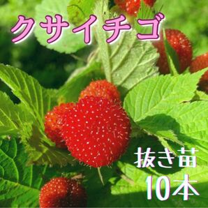 クサイチゴ　抜き苗　10株入り　おいしい野苺