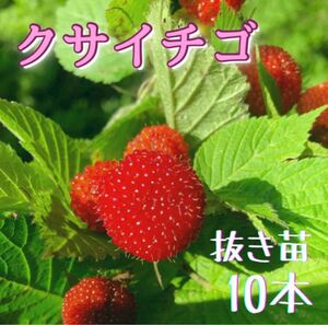 クサイチゴ　抜き苗　10株入り　おいしい野苺