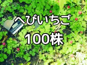 蛇苺　へびいちご苗　100株入り　グランドカバーに