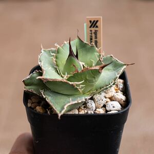 アガベ オテロイ 実生 ヤガ実 AO044（検 agave titanota blue oteroi オテロイ 発根済