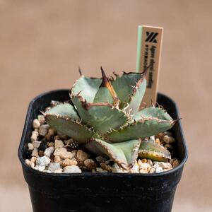 アガベ オテロイ 実生 ヤガ実 AO042（検 agave titanota blue oteroi オテロイ 発根済