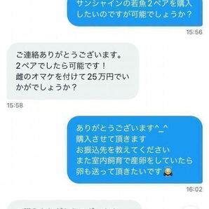 サンシャイン サバンナ様血統 有精卵15個+α 購入証拠あり メダカ めだか 極上 フロマージュ ネプチューンの画像4