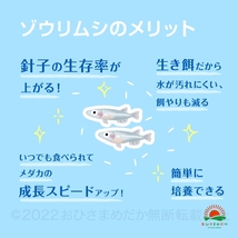 【ゾウリムシ　種水　増量中　1500ml　送料無料】 めだか　メダカ　針子 らんちゅう ベタ 稚魚 　psb　 金魚　ミジンコ　クロレラ　などに_画像3