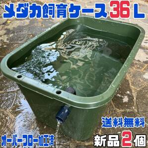 ★メダカ飼育ケース2個 緑３６Lオーバーフロー加工済★メダカ飼育容器産卵撮影ビオトープゾウリムシPSBミジンコ培養針子にどうぞ