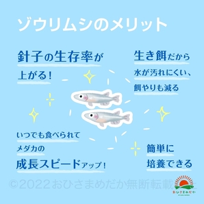 【ゾウリムシ 種水 増量中 1500ml 送料無料】 めだか メダカ 針子 らんちゅう ベタ 稚魚  psb  金魚 ミジンコ クロレラ などにの画像3