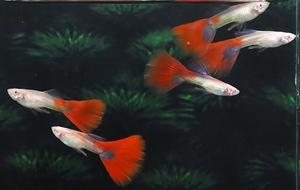 [Saito Guppy] (199) Rrea Vice Red Hail (Rrea Full Red) 5 Мужчина, 4 женщины