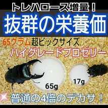 超ビックサイズ！特大65g【30個】ハイグレードカブトムシゼリー　成分に拘わり抜いた最高峰　産卵促進・長寿・体力増進　クワガタゼリー　_画像4