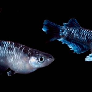 ミッドナイトフリル 体外光タイプ 垂水氏血統夢中メダカ直接仕入れ極上品種 稚魚5匹の画像2