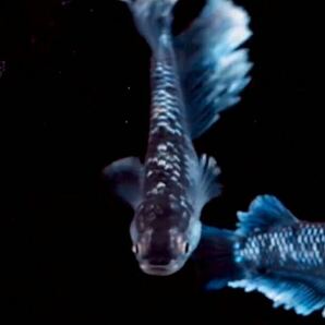 ミッドナイトフリル 体外光タイプ 垂水氏血統夢中メダカ直接仕入れ極上品種 孵化ご確認15日程度 稚魚5匹の画像3